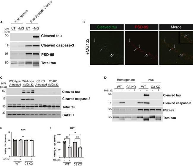 Tau (Cleaved Asp421, Asp422) Antibody in Western Blot (WB)