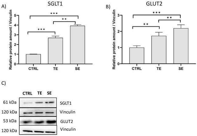 SGLT1 Antibody in Western Blot (WB)