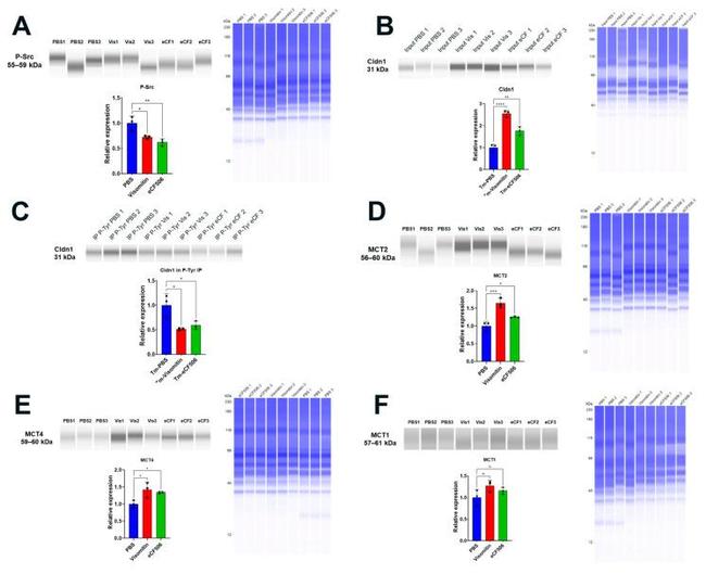 Claudin 1 Antibody in Western Blot (WB)