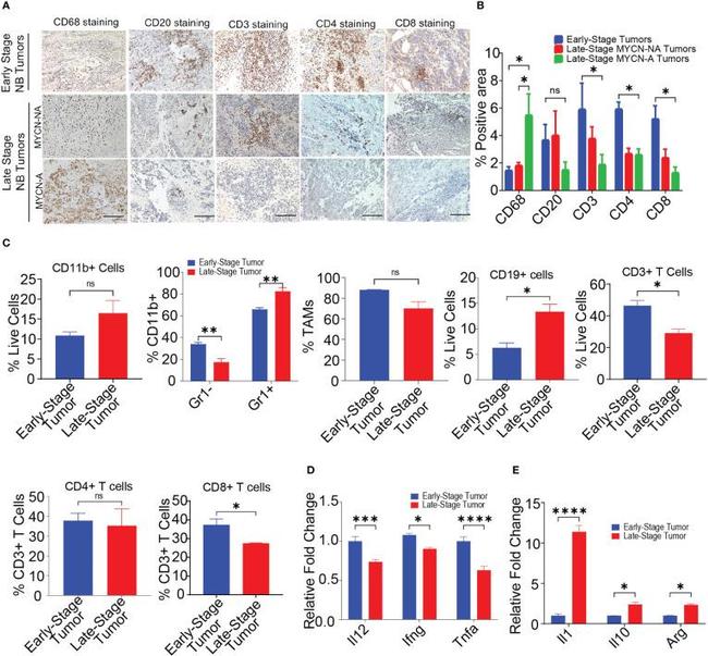 CD68 Antibody in Immunohistochemistry (Paraffin) (IHC (P))