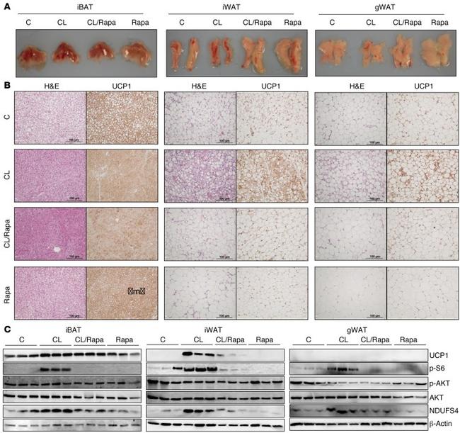 NDUFS4 Antibody