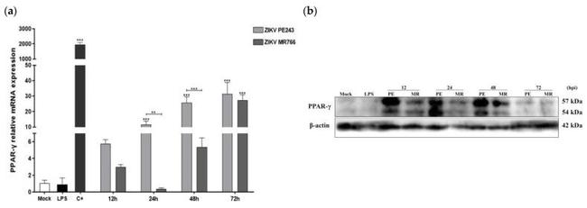 PPAR gamma Antibody in Western Blot (WB)