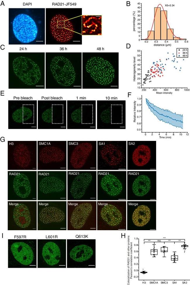 RAD21 Antibody in Immunoprecipitation (IP)