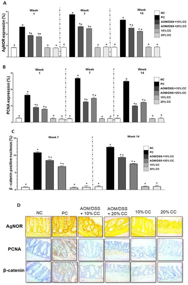 PCNA Antibody in Immunohistochemistry (Paraffin) (IHC (P))