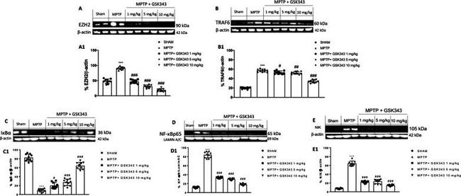 EZH2 Antibody in Western Blot (WB)