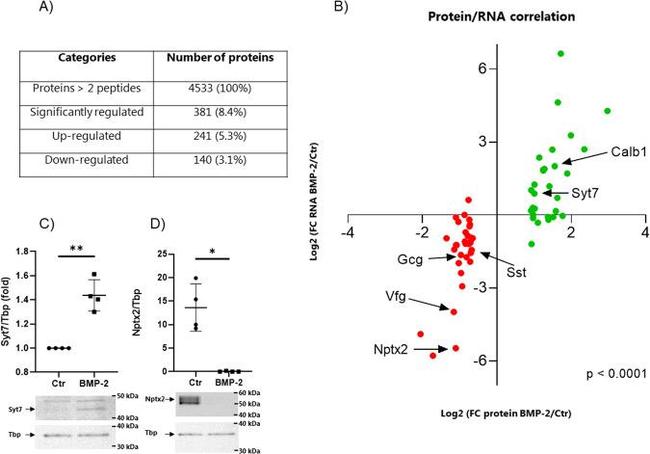 Synaptotagmin 7 Antibody in Western Blot (WB)