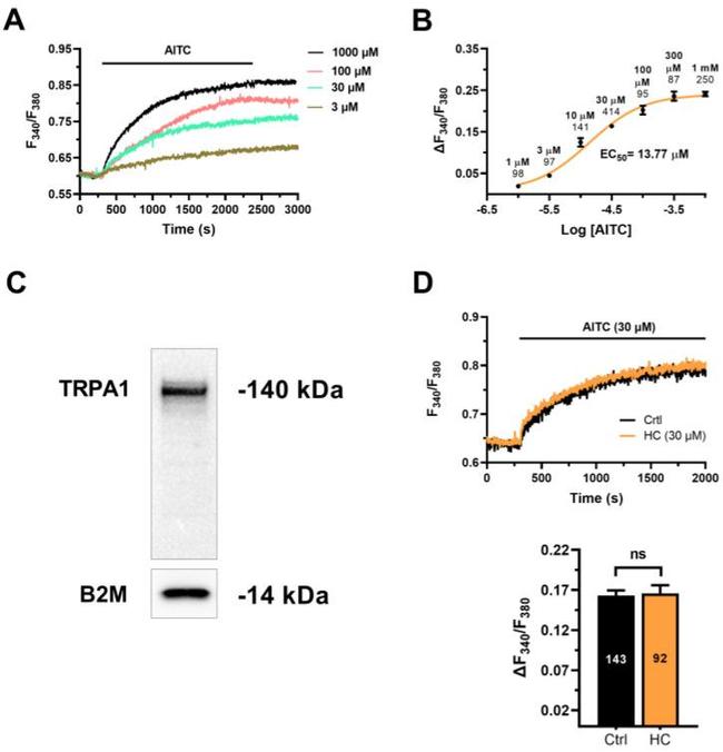 TRPA1 Antibody in Western Blot (WB)