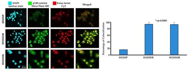 delta Catenin Antibody in Immunocytochemistry (ICC/IF)