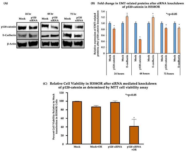 delta Catenin Antibody in Western Blot (WB)