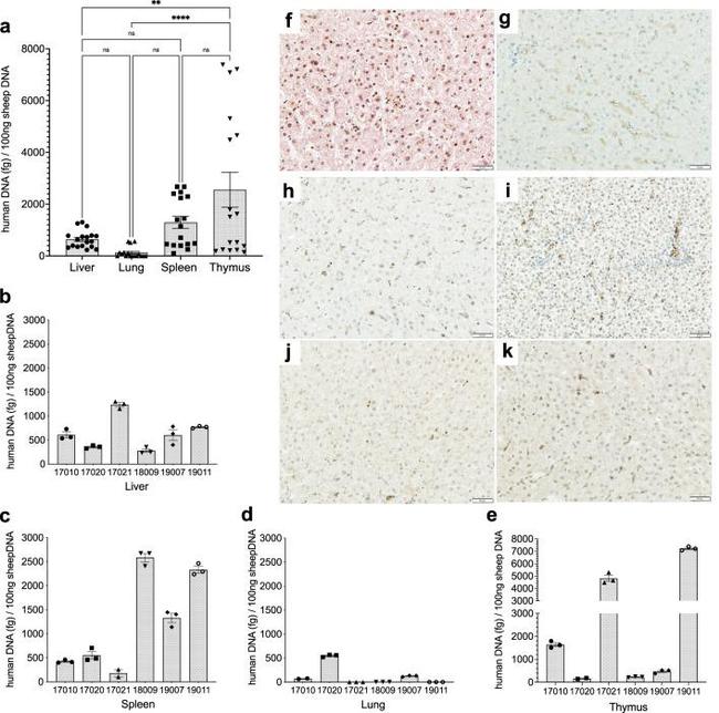 Human Serum Albumin Antibody in Immunohistochemistry (Paraffin) (IHC (P))