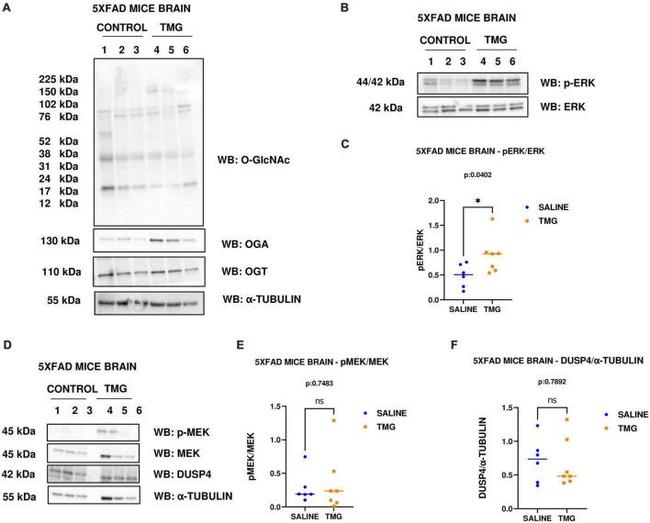 O-linked N-acetylglucosamine (O-GlcNAc) Antibody in Western Blot (WB)