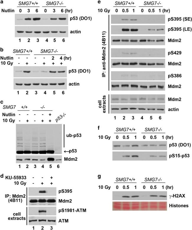Phospho-MDM2 (Ser395) Antibody in Western Blot (WB)