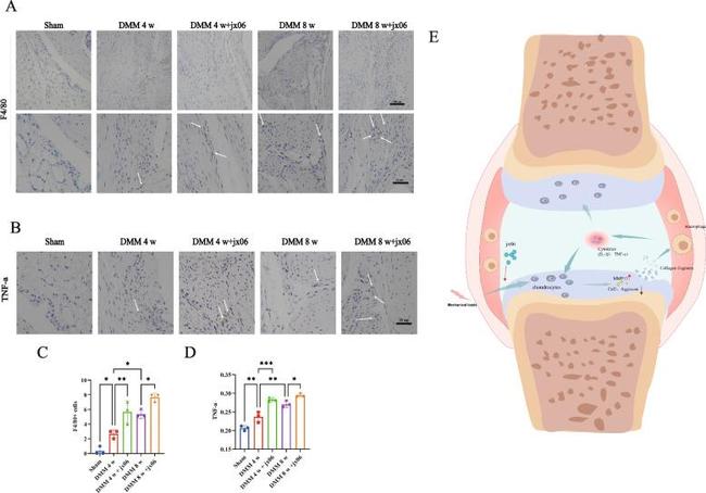 TNF alpha Antibody in Immunohistochemistry (Paraffin) (IHC (P))