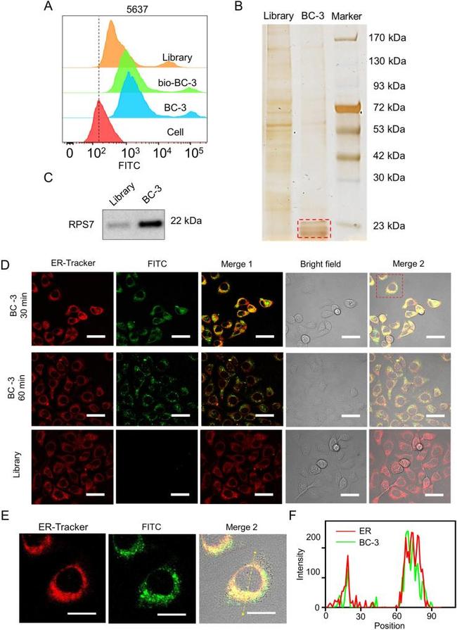 Actin Antibody in Western Blot (WB)