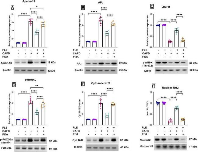 Nrf2 Antibody in Western Blot (WB)