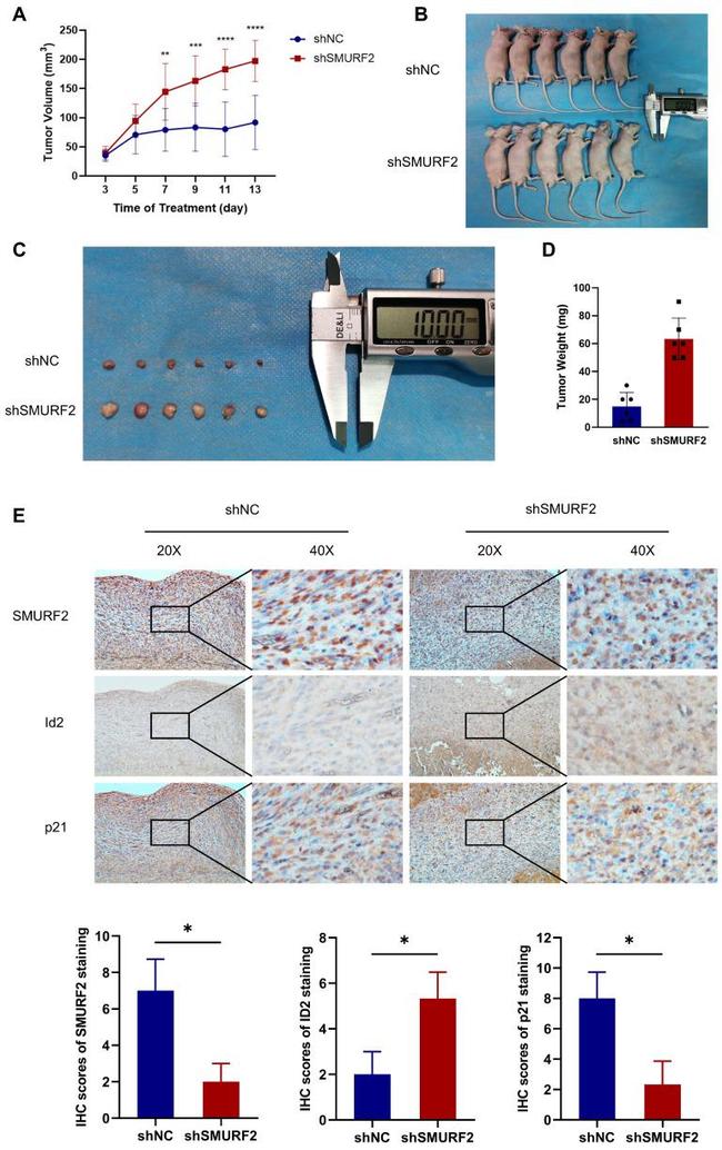 ID2 Antibody in Immunohistochemistry (Paraffin) (IHC (P))