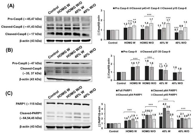 Caspase 8 Antibody in Western Blot (WB)