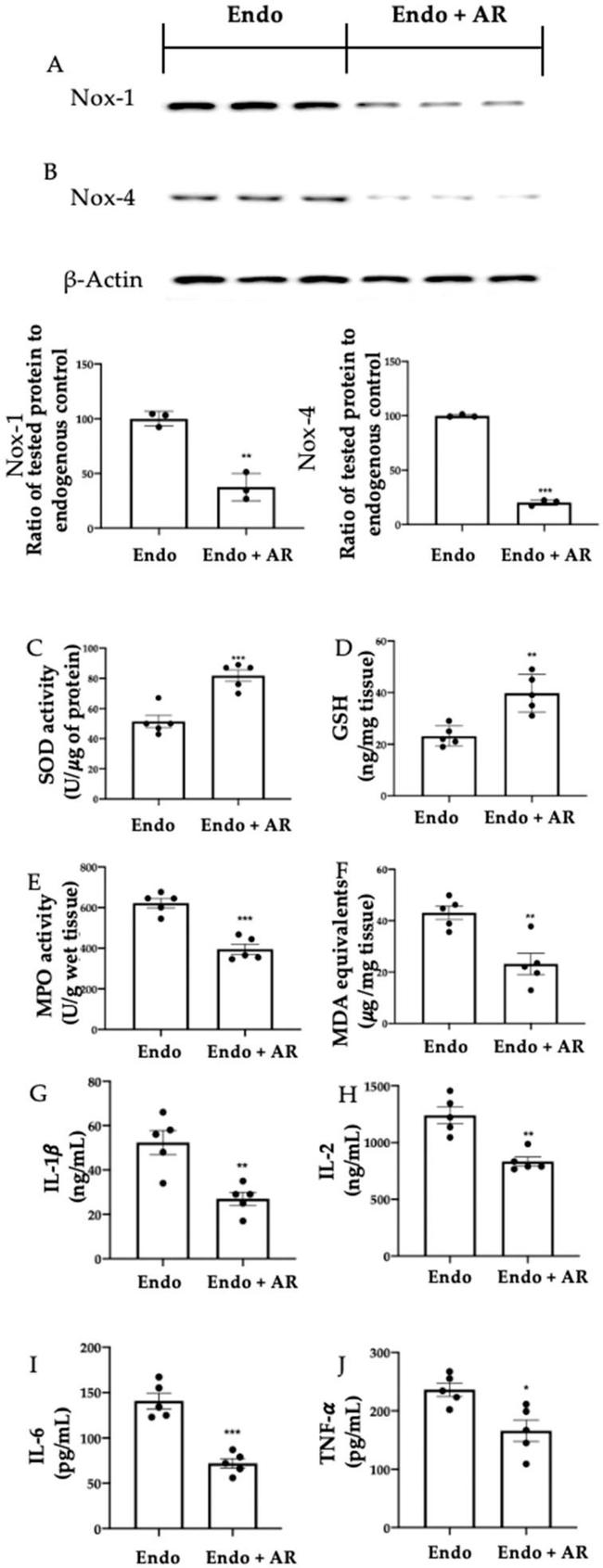 NOX4 Antibody in Western Blot (WB)