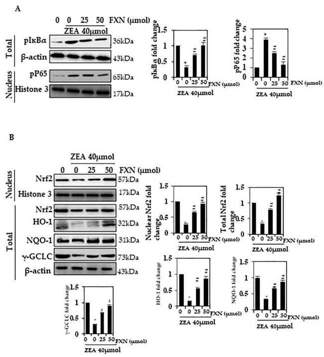 HO-1 Antibody in Western Blot (WB)