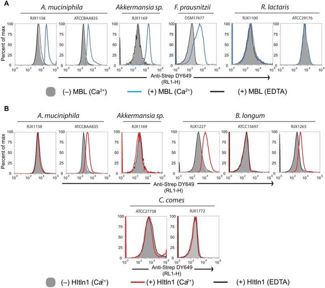 MBL2 Antibody in Flow Cytometry (Flow)