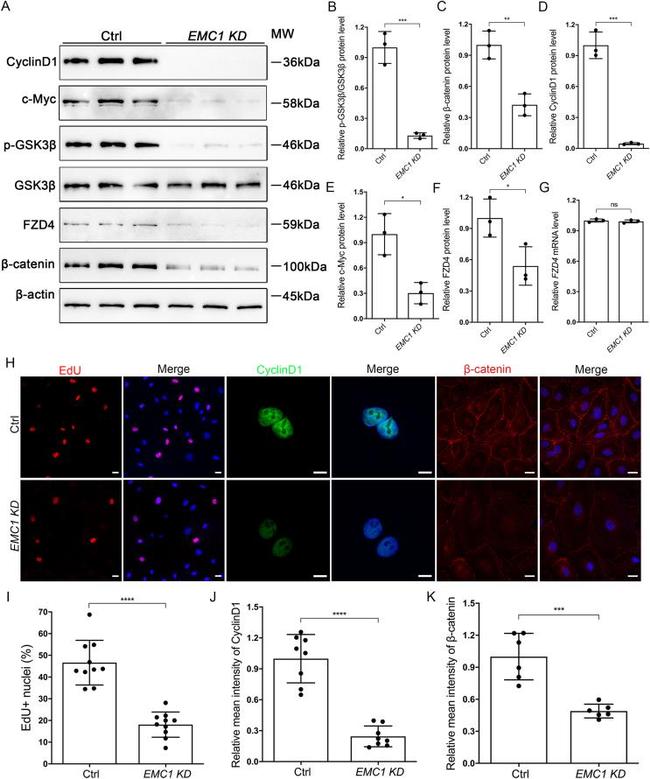 Cyclin D1 Antibody in Western Blot (WB)