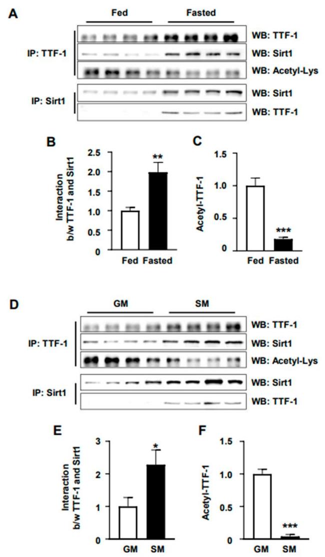 Nkx2.1 Antibody in Immunoprecipitation (IP)