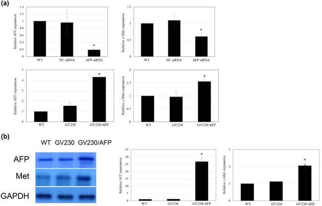 c-Met Antibody in Western Blot (WB)