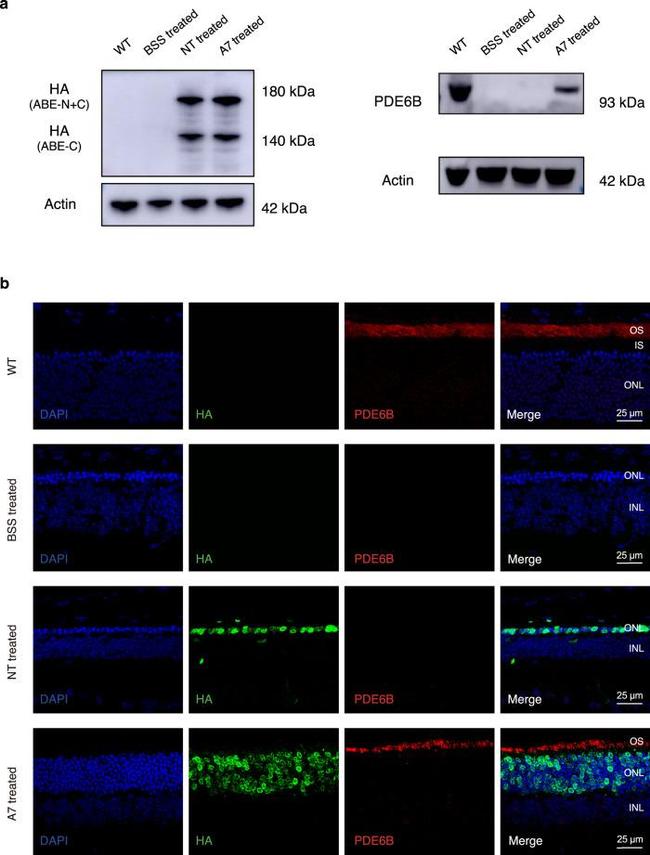 PDE6B Antibody in Western Blot (WB)