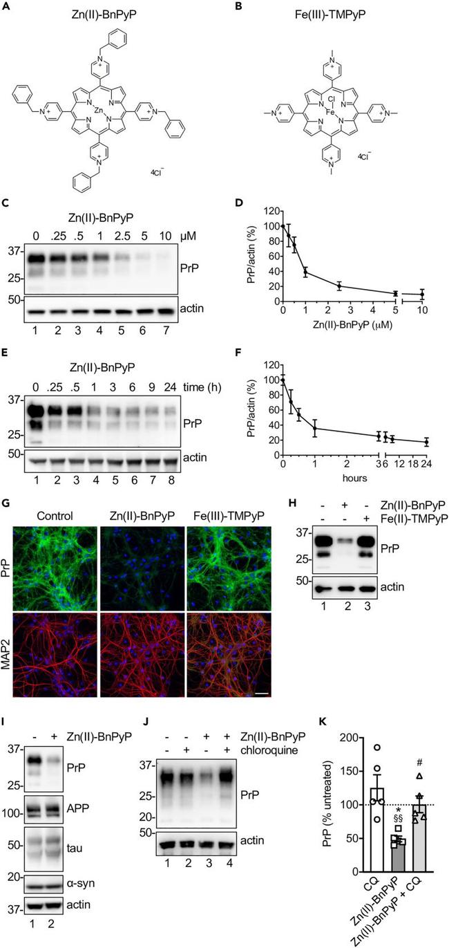 alpha Synuclein Antibody in Western Blot (WB)