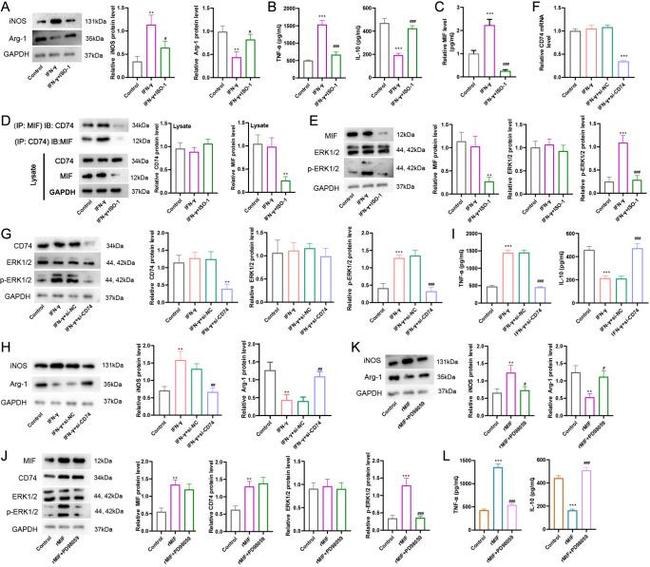 MIF Antibody in Western Blot (WB)