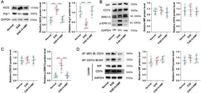 MIF Antibody in Western Blot (WB)