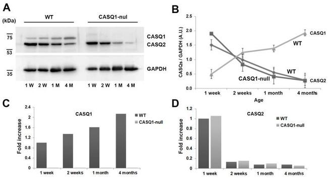 Calsequestrin Antibody in Western Blot (WB)