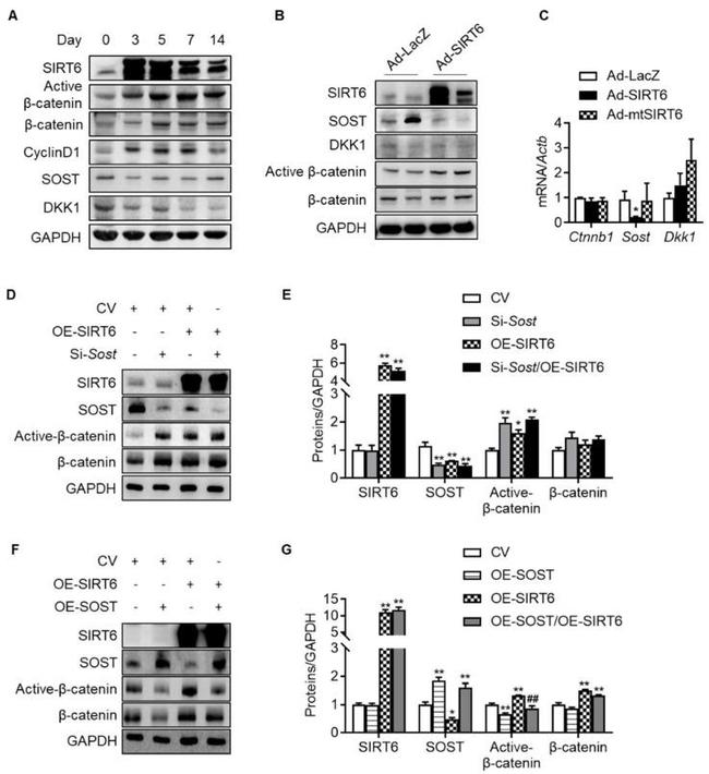 beta Catenin Antibody in Western Blot (WB)