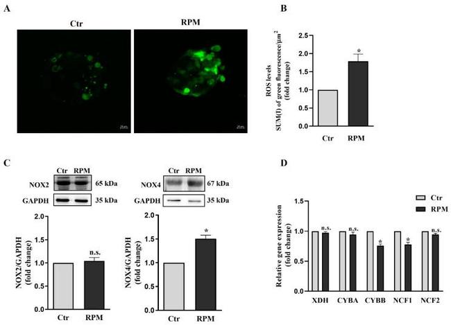 NOX4 Antibody in Western Blot (WB)