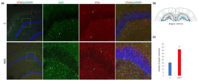 APOE Antibody in Immunohistochemistry (Frozen) (IHC (F))