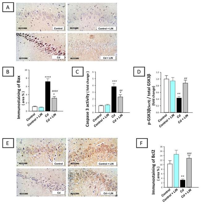 Bax Antibody in Immunohistochemistry (Paraffin) (IHC (P))