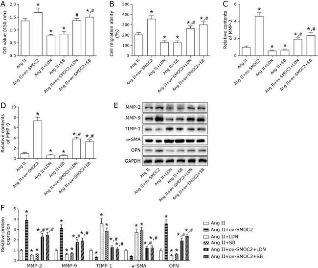 Osteopontin Antibody in Western Blot (WB)