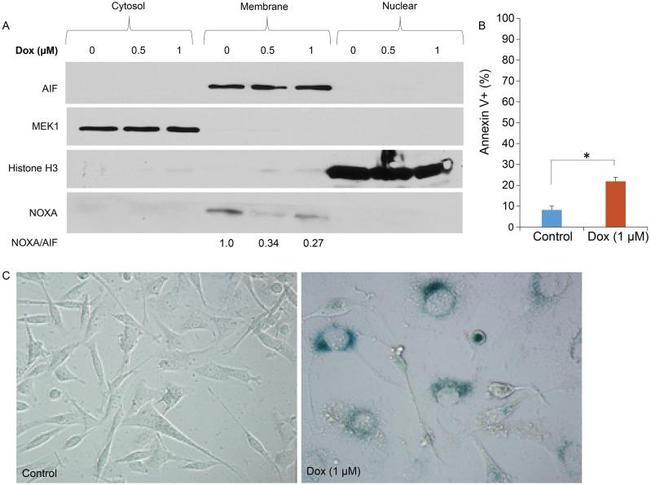 NOXA Antibody in Western Blot (WB)