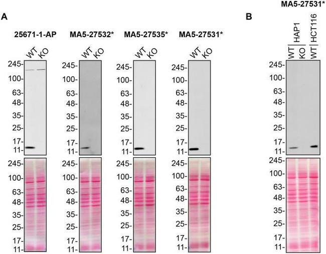 CHCHD10 Antibody in Western Blot (WB)