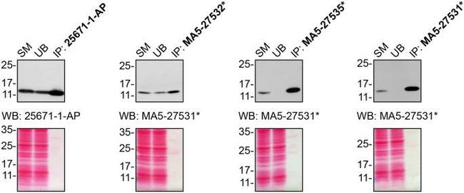 CHCHD10 Antibody in Western Blot, Immunoprecipitation (WB, IP)