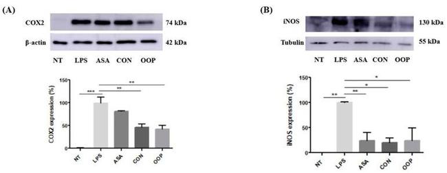 iNOS Antibody in Western Blot (WB)