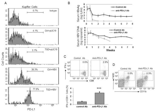 CD274 (PD-L1, B7-H1) Antibody in Flow Cytometry (Flow)