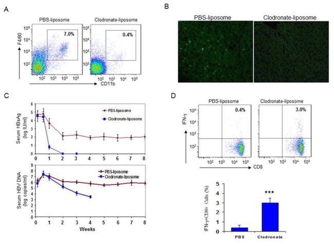 F4/80 Antibody in Immunocytochemistry, Flow Cytometry (ICC/IF, Flow)