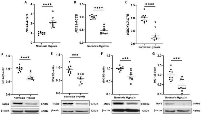 HO-1 Antibody in Western Blot (WB)