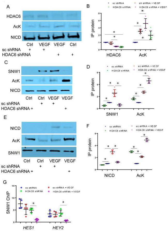 SNW1 Antibody in Immunoprecipitation, ChIP Assay (IP, ChIP)