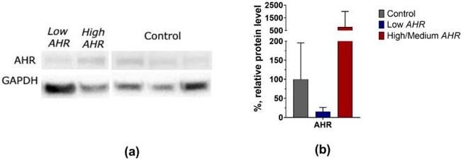 AHR Antibody in Western Blot (WB)