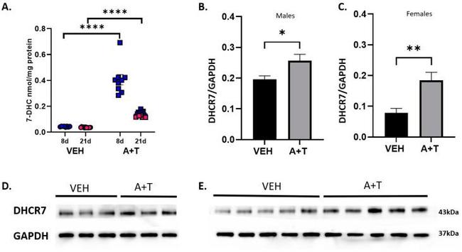 DHCR7 Antibody in Western Blot (WB)