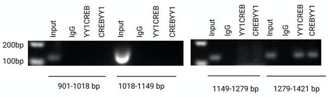 CREB Antibody in ChIP Assay (ChIP)