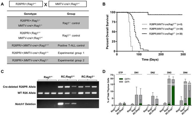 CD25 Antibody in Flow Cytometry (Flow)