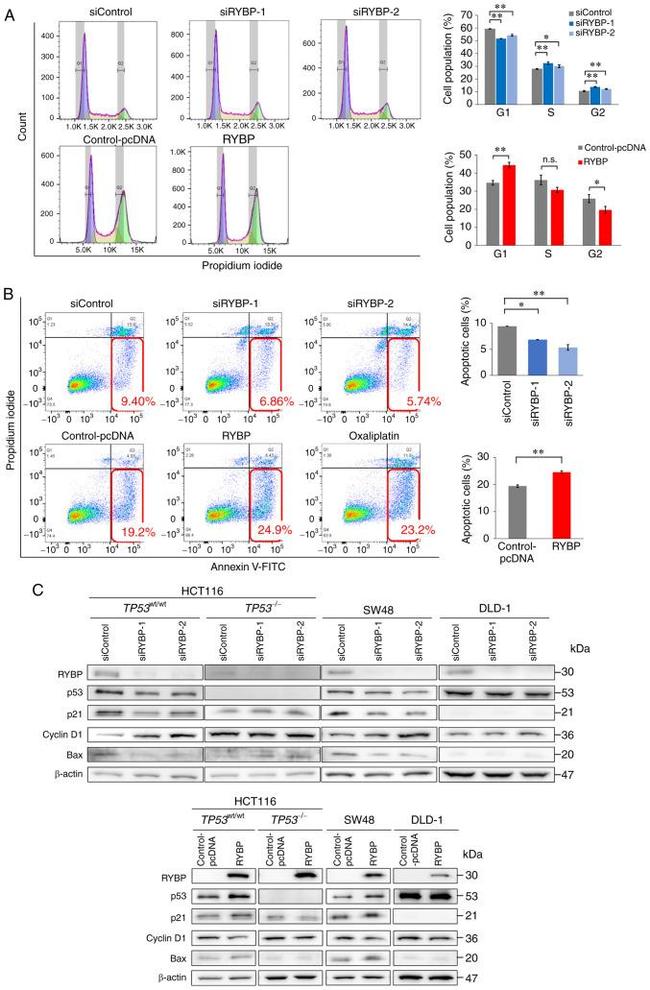 Cyclin D1 Antibody in Western Blot (WB)